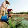 Cina, i fertilizzanti colorano il lago Chaohu di verde: le foto 04