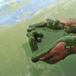 Cina, i fertilizzanti colorano il lago Chaohu di verde: le foto 02