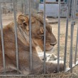 Animali maltrattati al circo, maxi sequestro in Sardegna01