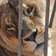 Animali maltrattati al circo, maxi sequestro in Sardegna94