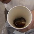 Canada, beve caffe al McDonalds: in fondo alla tazza un topolino morto03
