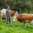 Mucche col pannolone: la protesta tedesca contro la legge Ue sul letame FOTO