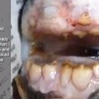 Pesce con denti umani pescato a 800 km da Chernobyl: natura o chimica? 1