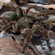 Tarantola Golia: il ragno più grande al mondo. E' come un gattino... FOTO