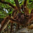 Tarantola Golia: il ragno più grande al mondo. E' come un gattino... 01