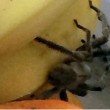 Gb. Ragno velenoso nella busta delle banane: "sorpresa" al supermercato FOTO