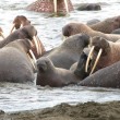 Alaska, 35mila trichechi sulla spiaggia 2