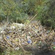 Roma, straripa fiume Almone per maltempo: muoiono animali da allevamento03