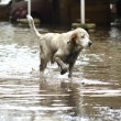 Roma, straripa fiume Almone per maltempo: muoiono animali da allevamento07