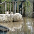 Roma, straripa fiume Almone per maltempo: muoiono animali da allevamento15