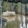 Roma, straripa fiume Almone per maltempo: muoiono animali da allevamento16