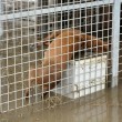 Roma, straripa fiume Almone per maltempo: muoiono animali da allevamento17