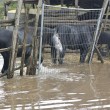 Roma, straripa fiume Almone per maltempo: muoiono animali da allevamento120
