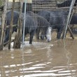 Roma, straripa fiume Almone per maltempo: muoiono animali da allevamento122