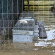 Roma, straripa fiume Almone per maltempo: muoiono animali da allevamento123