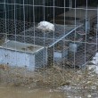Roma, straripa fiume Almone per maltempo: muoiono animali da allevamento124