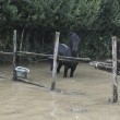 Roma, straripa fiume Almone per maltempo: muoiono animali da allevamento1266