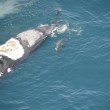 Surf sulla carcassa della balena in Australia FOTO 3