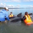 Nuova Zelanda, 50 balene spiaggiate: 21 rimesse in mare, 36 muoiono01