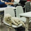 Casper, bastardino bianco vive in università Cina avvelenato cane-mascotte