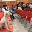 Casper, bastardino bianco vive in università Cina avvelenato cane-mascotte04