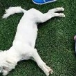 Casper, bastardino bianco vive in università Cina avvelenato cane-mascotte02