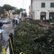 Maltempo Roma, crolla albero simbolo del quartiere all'Alberone03