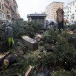 Maltempo Roma, crolla albero simbolo del quartiere all'Alberone07