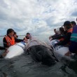 Nuova Zelanda, 50 balene spiaggiate: 21 rimesse in mare, 36 muoiono07