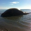 Carcassa di balena rischia di esplodere causa gas FOTO 04