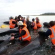 Nuova Zelanda, 50 balene spiaggiate: 21 rimesse in mare, 36 muoiono05