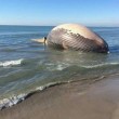 Carcassa di balena rischia di esplodere causa gas FOTO 02