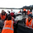 Nuova Zelanda, 50 balene spiaggiate: 21 rimesse in mare, 36 muoiono04