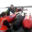 Nuova Zelanda, 50 balene spiaggiate: 21 rimesse in mare, 36 muoiono03