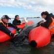 Nuova Zelanda, 50 balene spiaggiate: 21 rimesse in mare, 36 muoiono02