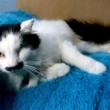 Baz, il gatto che somiglia a Hitler: picchiato e reso cieco FOTO4