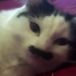 Baz, il gatto che somiglia a Hitler: picchiato e reso cieco FOTO2