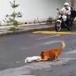 Messico, cane investito muore in strada: compagno prova a portarlo via03