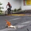 Messico, cane investito muore in strada: compagno prova a portarlo via01