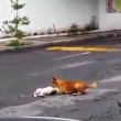 Messico, cane investito muore in strada: compagno prova a portarlo via05