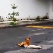 Messico, cane investito muore in strada: compagno prova a portarlo via04