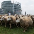 Pecore davanti al Parlamento Europeo: pastori protestano contro ripopolamento lupi5