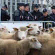Pecore davanti al Parlamento Europeo: pastori protestano contro ripopolamento lupi04