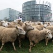 Pecore davanti al Parlamento Europeo: pastori protestano contro ripopolamento lupi03