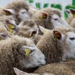 Pecore davanti al Parlamento Europeo: pastori protestano contro ripopolamento lupi02