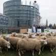 Pecore davanti al Parlamento Europeo: pastori protestano contro ripopolamento lupi01