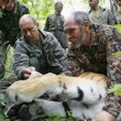 Tigri liberate da Putin fanno strage di capre in Cina