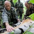 Tigri liberate da Putin fanno strage di capre in Cina 2