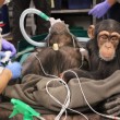 Baby scimpanzé di due anni assiste alla madre in sala operatoria01