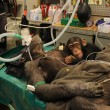 Baby scimpanzé di due anni assiste alla madre in sala operatoria02